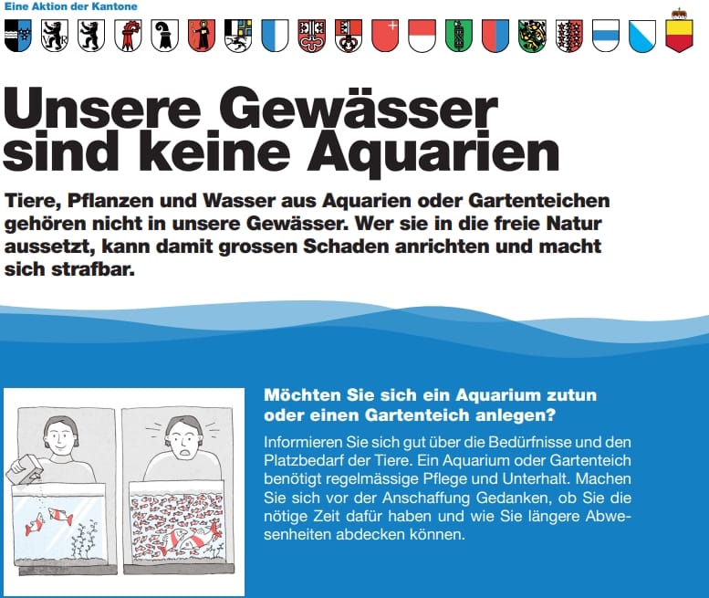 Ausgesetzte Goldfische fressen ganze Weiher leer