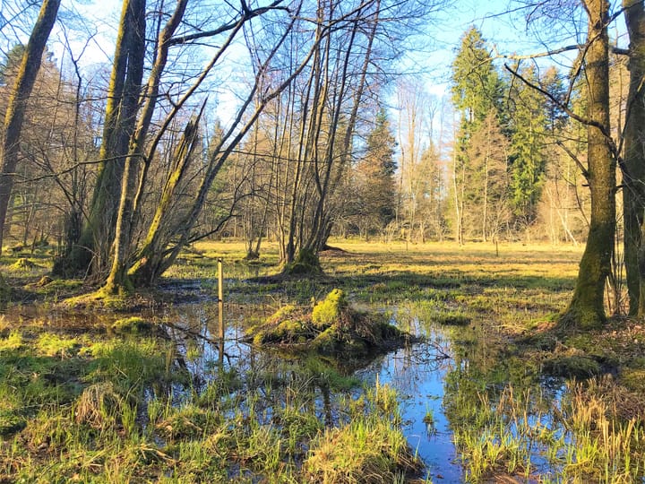 Ein neues Naturschutzprogramm Wald für unsere Waldbewohner